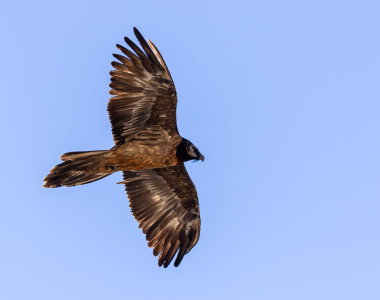 COME PAGARE PAGOPA SENZA COMMISSIONI